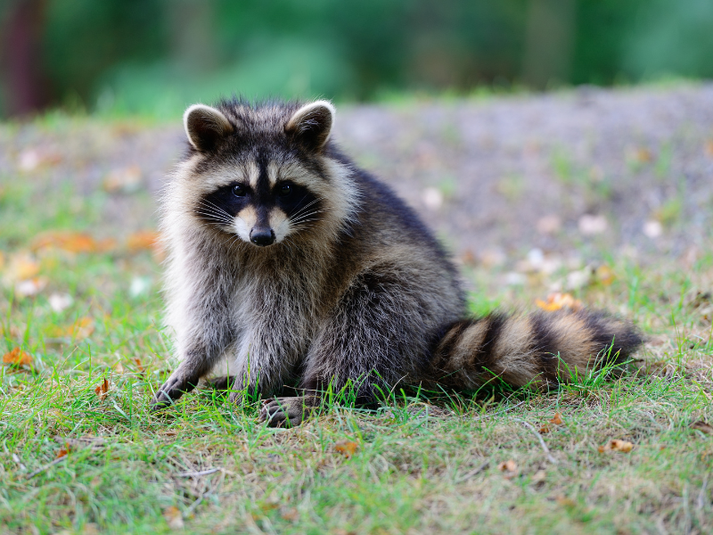 Ratons laveurs — extermination professionnelle à Montréal par Extermineo