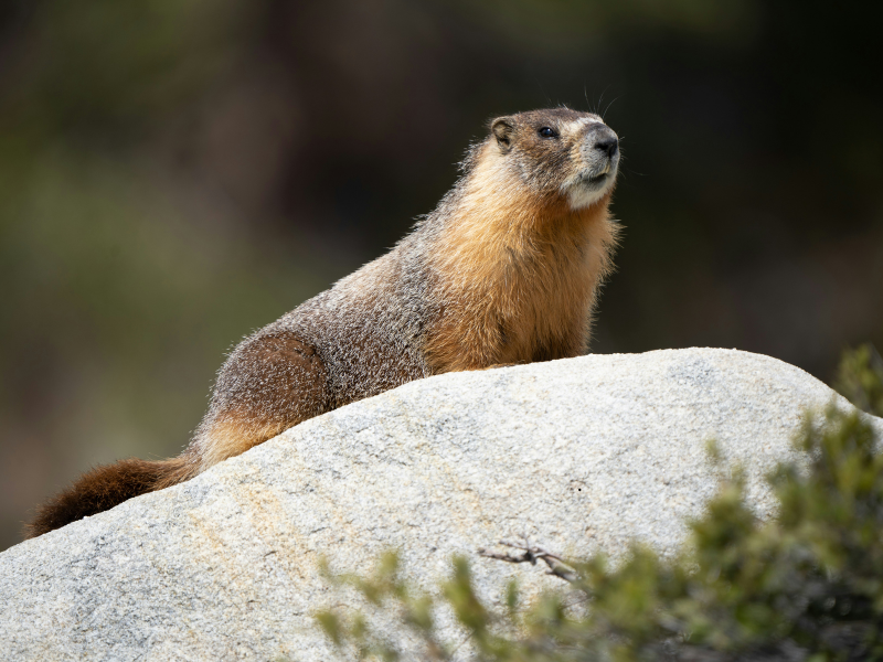 Marmottes — extermination professionnelle à Montréal par Extermineo
