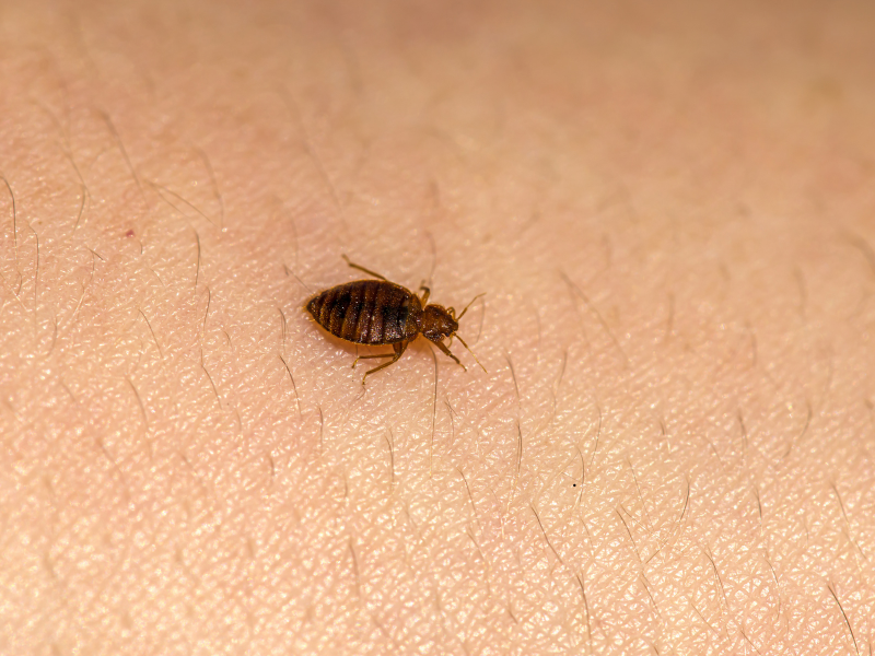 Punaises de lit — extermination professionnelle à Montréal par Extermineo