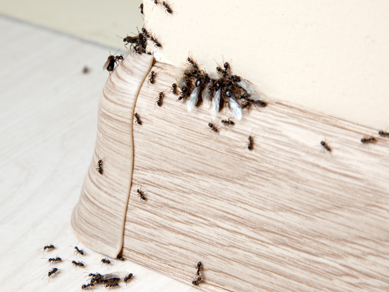 Carpenter ants — professional pest control in Montreal by Extermineo