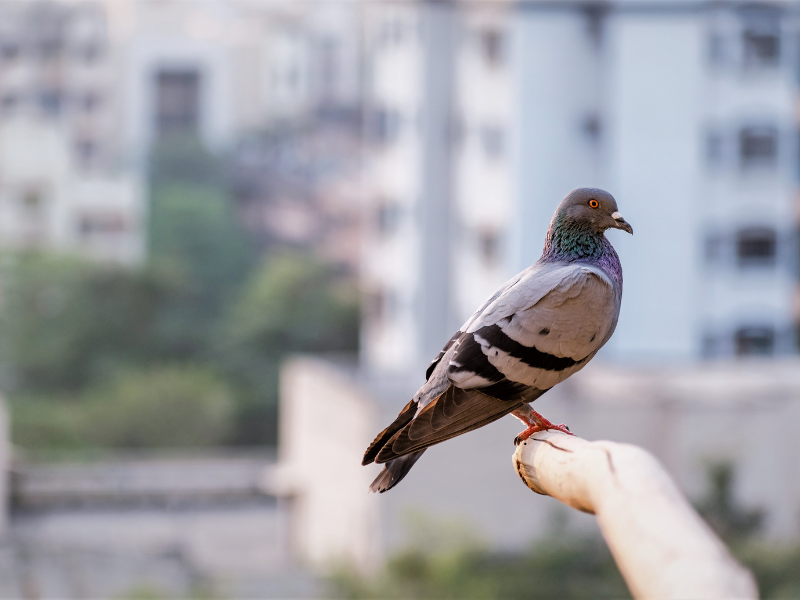 Oiseaux nuisibles — extermination professionnelle à Montréal par Extermineo