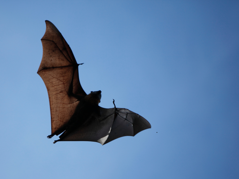 Bats — professional pest control in Montreal by Extermineo
